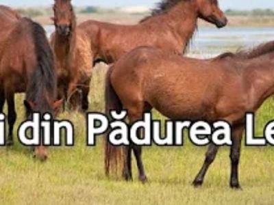 Mini-documentar despre caii din Pădurea&nbsp;Letea
